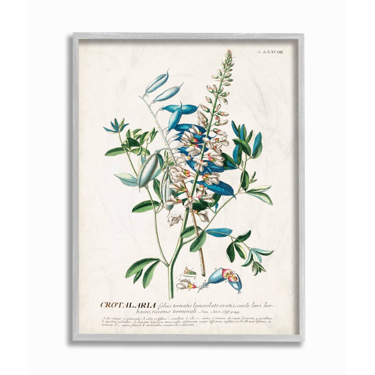 Stupell Industries Botanical Plant Illustration Wall Art in Gray Frame
